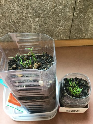 芽が出たよ！！