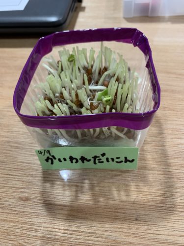 かいわれ大根を育ててみよう！