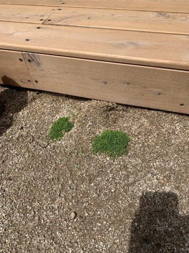 本のほいくえんの園庭