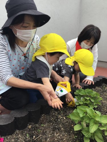 大葉を収穫しました！