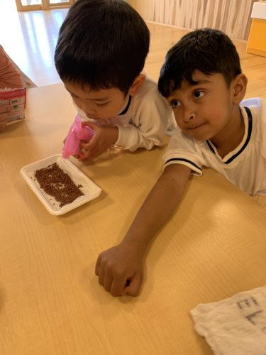 かいわれ大根を育てよう！