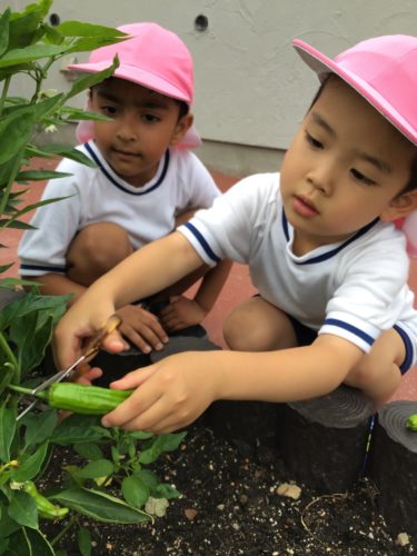 ししとうを収穫しました！パート①