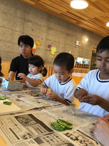 ししとうを収穫しました！パート②