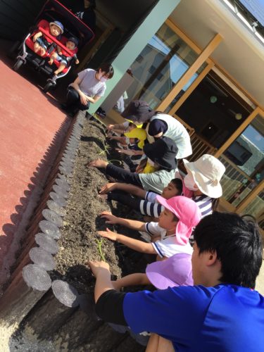 さつま芋の苗植え