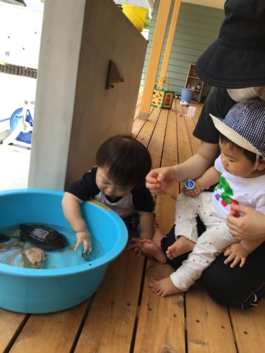 カメさんと遊ぼう