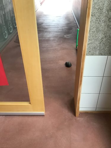 カメさんが脱走しました！