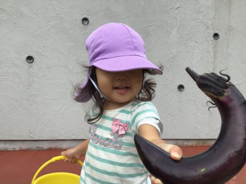 夏野菜の収穫！