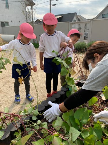 サツマイモのつる