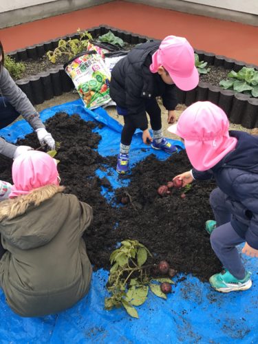 ジャガイモの収穫をしました