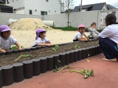 サツマイモの苗を植えました