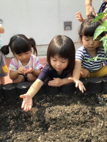 にんじんの種まき