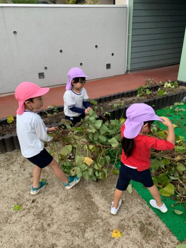 サツマイモのつる取り！