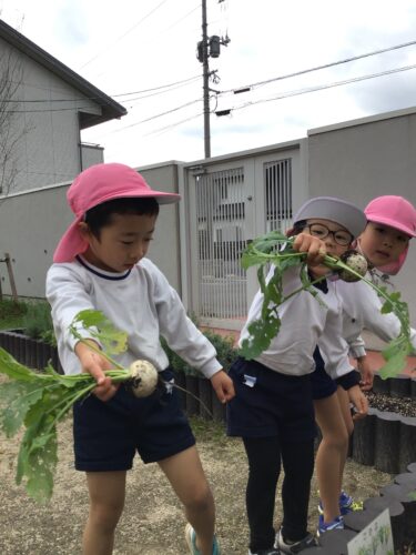 小カブのナムル