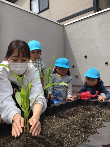 トウモロコシの苗植え