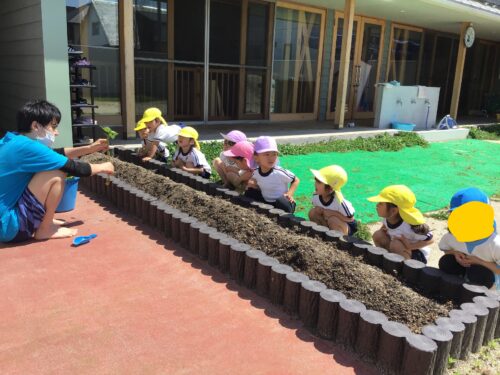 サツマイモの苗植え