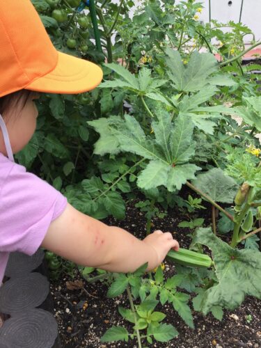 夏野菜の収穫