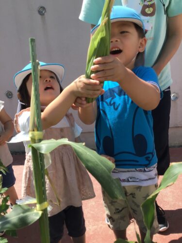 トウモロコシの収穫