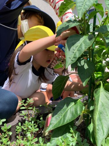 収穫からクッキング！