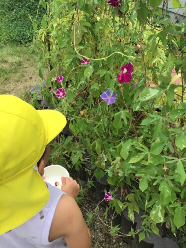 アサガオの色水あそび