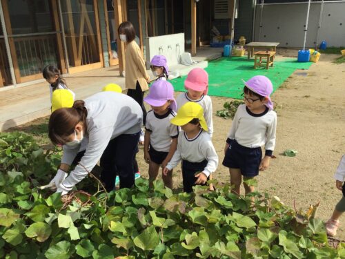 サツマイモのつるとり