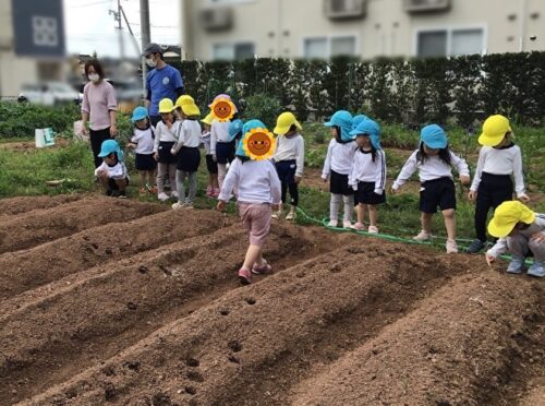 サツマイモの苗植え