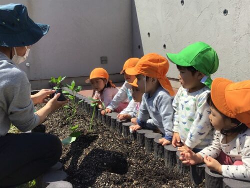 夏野菜の苗植え